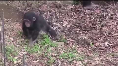 Animals Getting Shocked with Funny Sound Effects!!