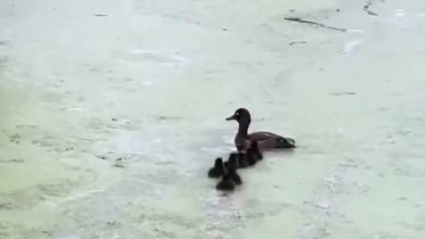 Mother playing hid a seek. at the swamp 🦆🐥😅