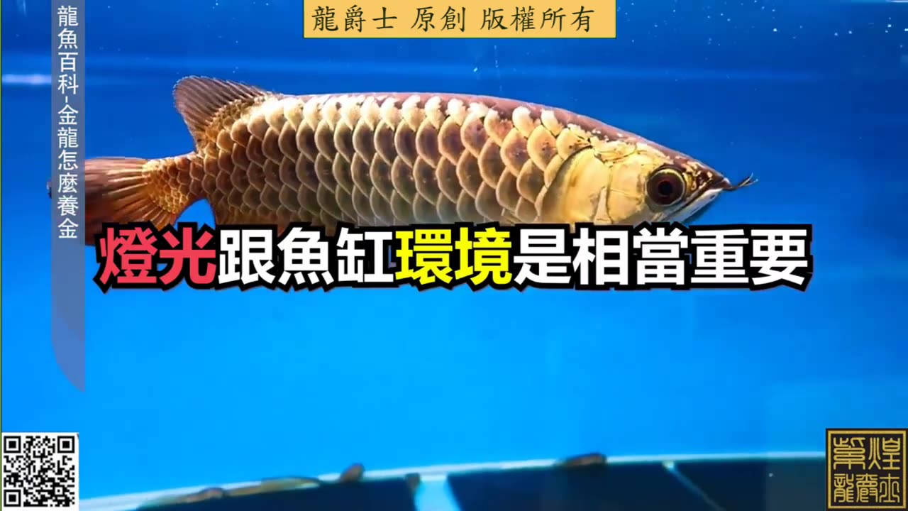 【龍爵士】龍魚百科 金龍怎麼養金