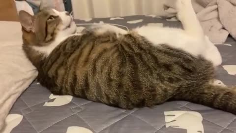 This snake, this cat, amazed everyone.