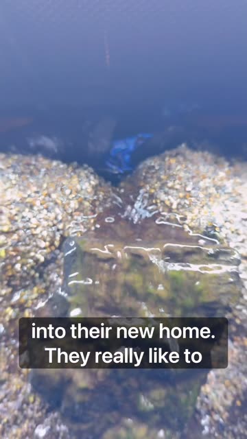 My Dart Frogs Love Their New Home!