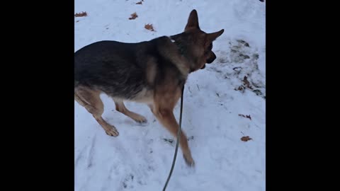 Virgil german shepherd.