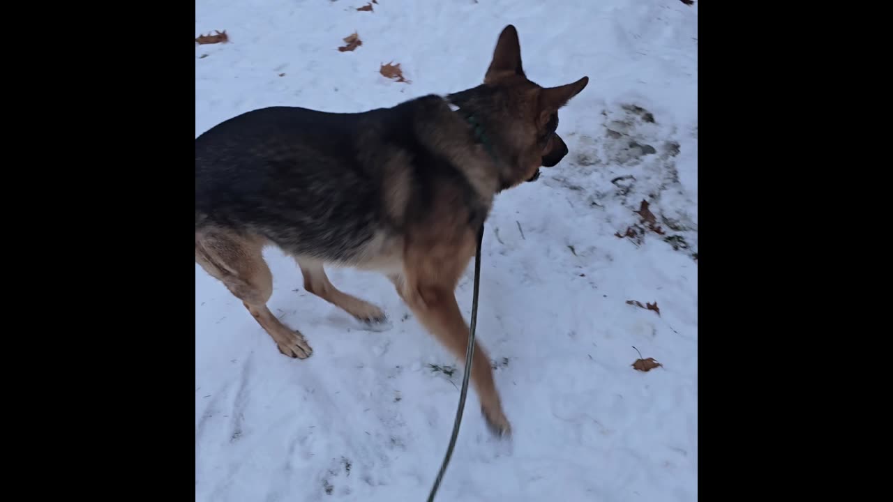 Virgil german shepherd.