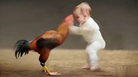 Baby rooster fight