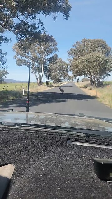 Kangaroo hopping on the road in Australia
