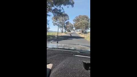 Kangaroo hopping on the road in Australia