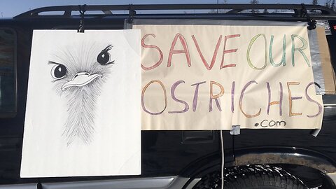 Save Our Ostriches