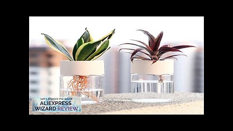 Mini Hydroponic Flower Pot Home Vase Decor Transparent Imitation Glass Soilless Plant Review