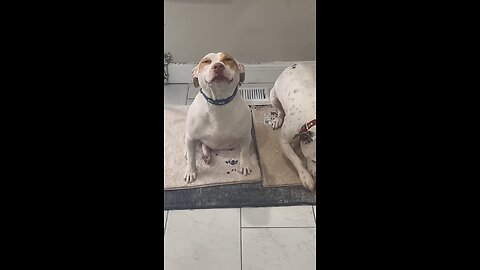 Dogs Feeling Different After Stealing Edible || ViralHog