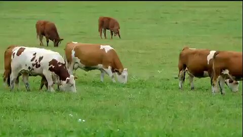 cow eating grass