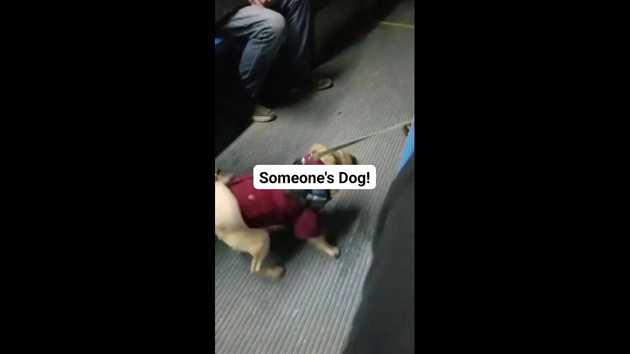 Someone's Dog!