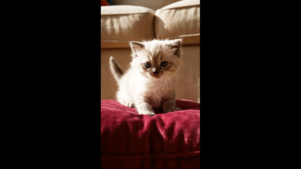 The Cutest Jump Fail Ever! ๐๐พ | Tiny Catโs Funny Moment