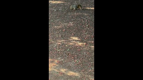 Squirrel 🐿️ #squirrel #shorts #viral #followme #trending