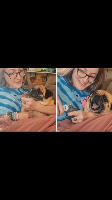 Have you ever seen dog this dramatic