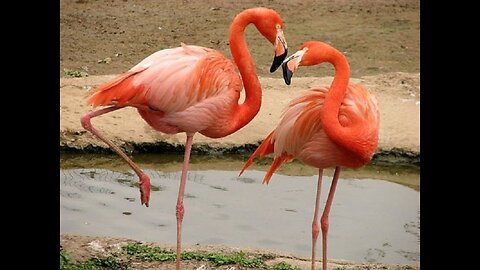 Nature’s Pink Wonders: Flamingos