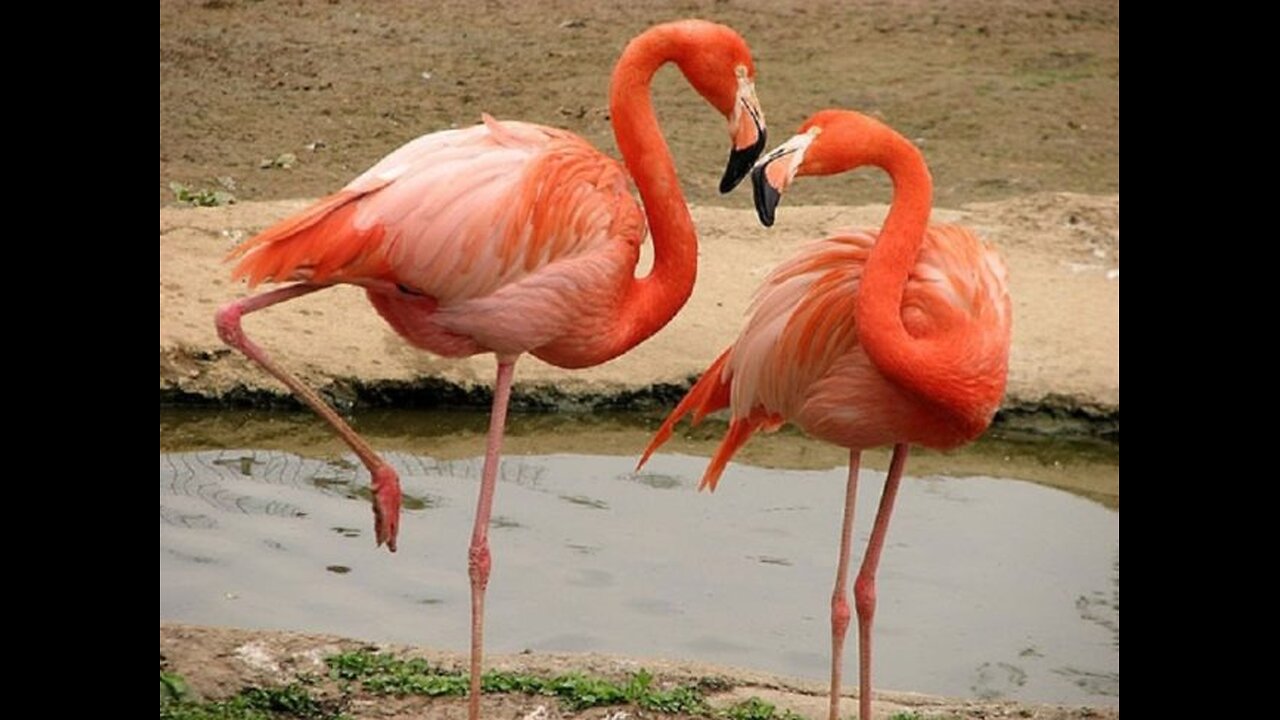 Nature’s Pink Wonders: Flamingos