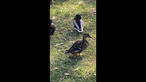 Mallard Ducks 🦆 #mallardducks #ducks #duck #followme #shorts #viral #trending