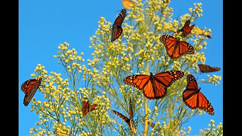 The Spectacular Monarch Butterfly Migration ! Is It In Danger ?