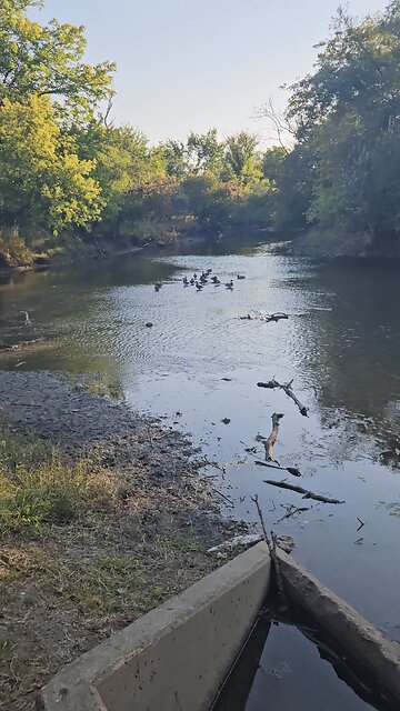 A Flock of Ducks on a Sandbar in Salt Creek