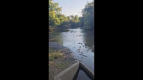 A Flock of Ducks on a Sandbar in Salt Creek