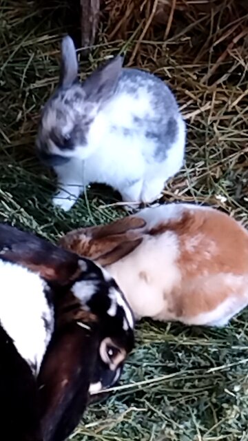 More baby bunnies ready for a new home