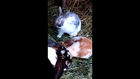 More baby bunnies ready for a new home