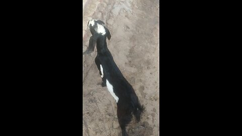 goat beautiful funny hit vedio