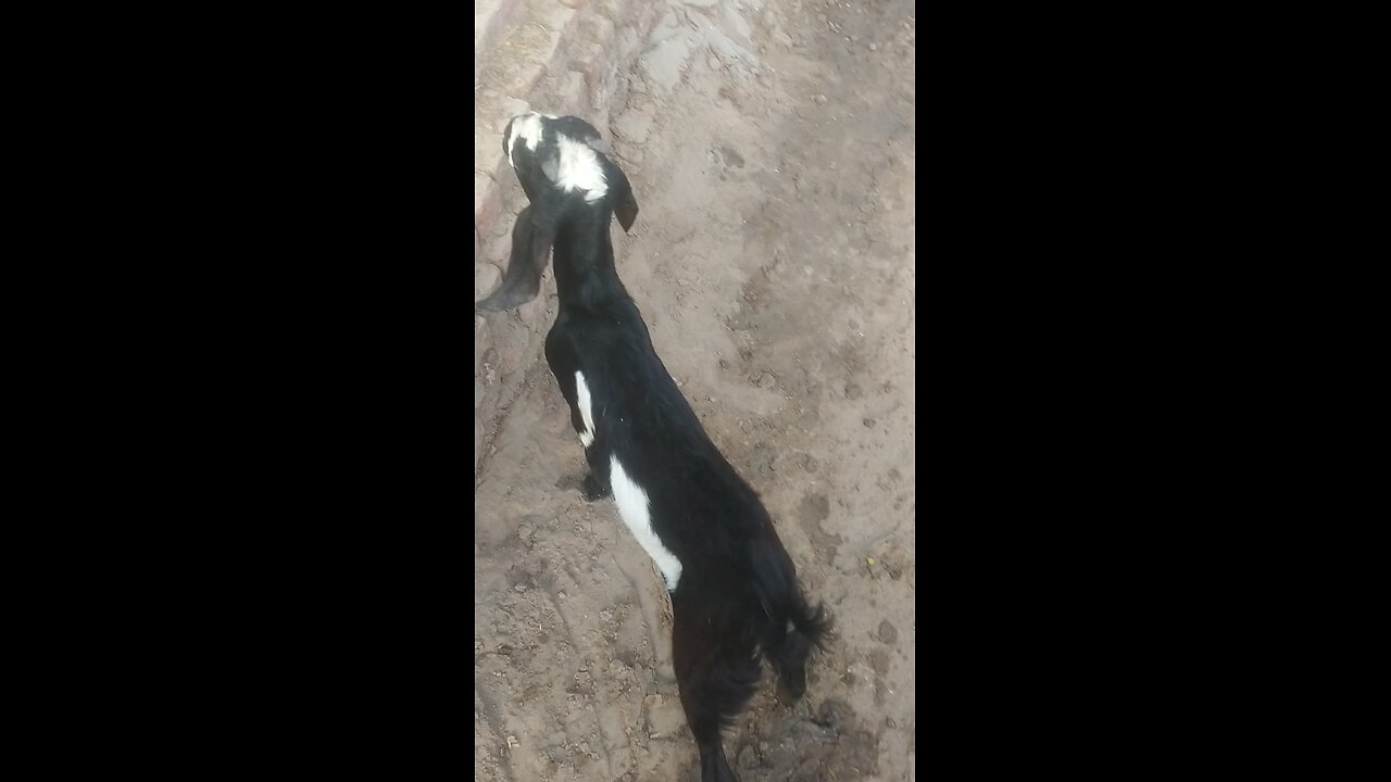 goat beautiful funny hit vedio