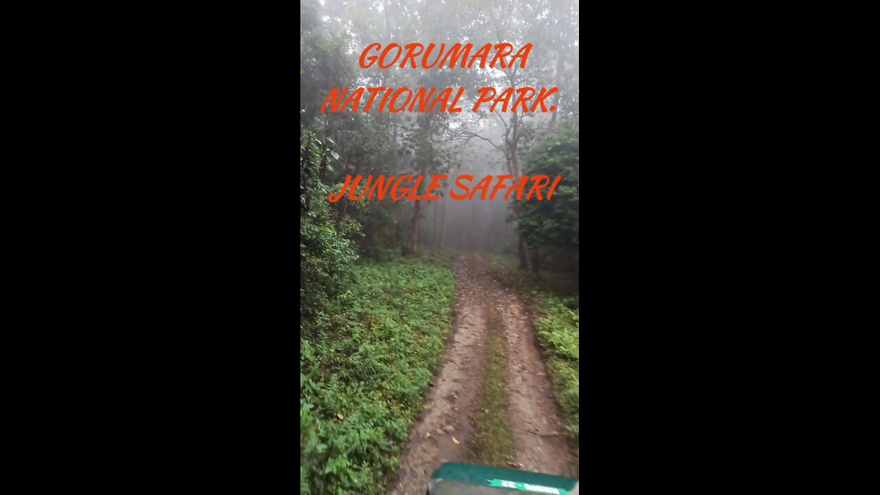 Gorumara national park.জঙ্গল সাফারি অনুভব করুন.