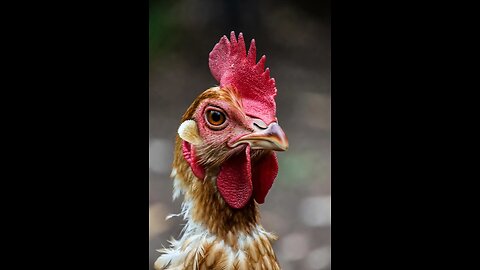 😌🔊 Relaxing Comb + Beak Sounds ASMR