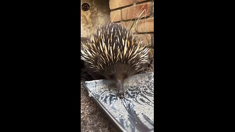 Funny animals