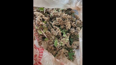 Harvesting Catnip