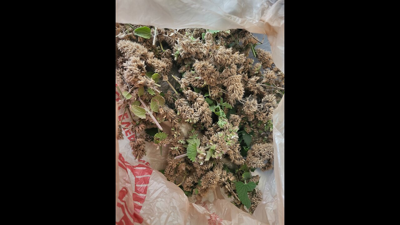 Harvesting Catnip