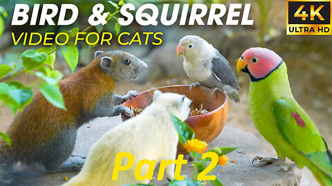 Birds and Squirrels Fight for Food - Video For Cats To Watch - CatTV Central PART 2