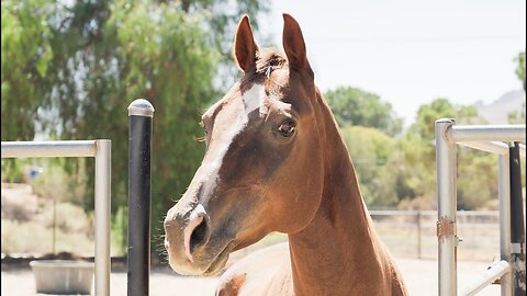 At 22 Geronimo had emergency surgery and we tried to reunite him with his herd. [Ep 71]