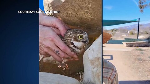 Displaced by the L.A. fires a burrowing owl is released at UCSB North Campus