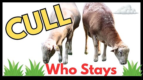 Culling Sheep. Who goes, who stays.