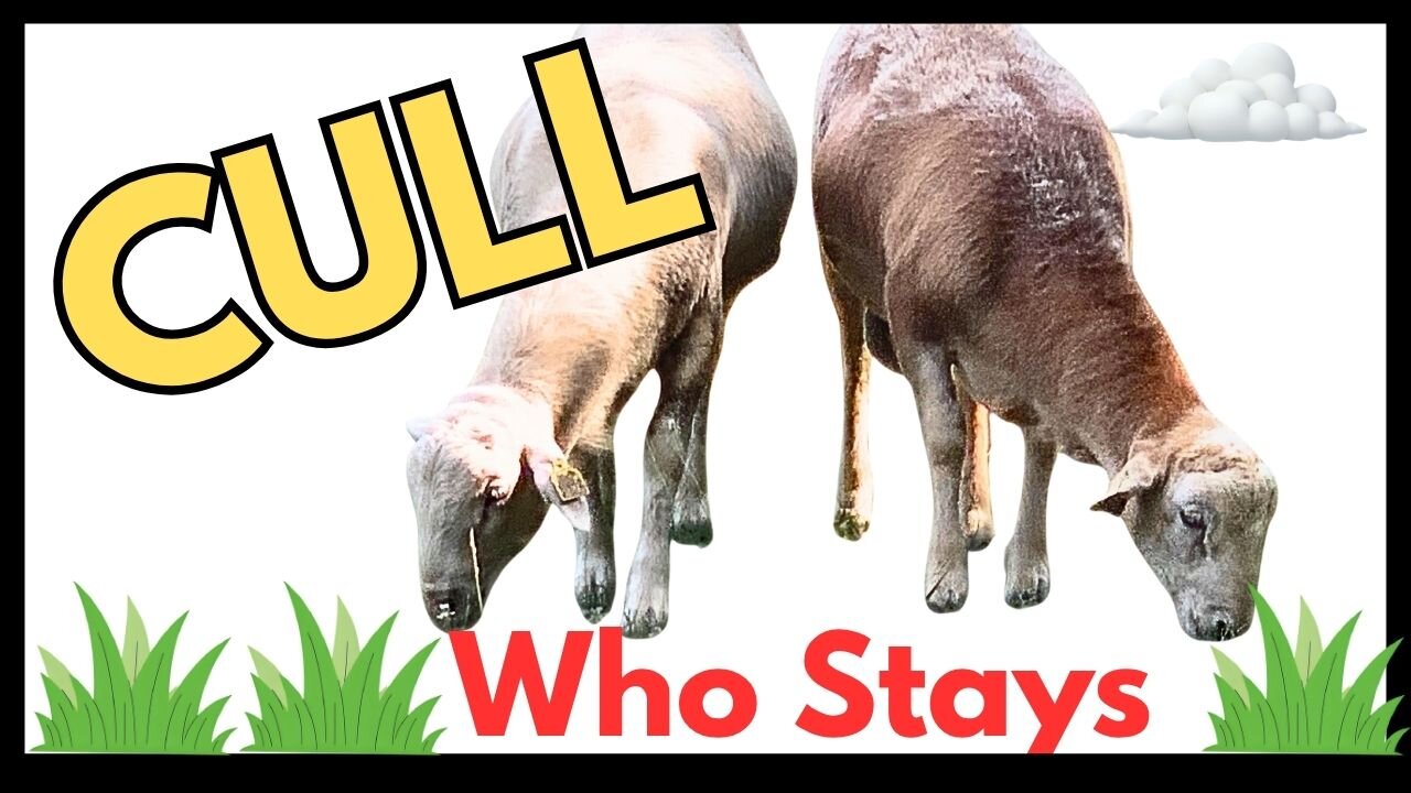 Culling Sheep. Who goes, who stays.