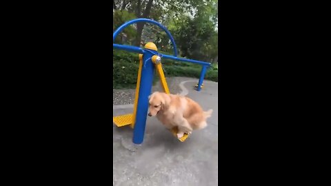 Just another dog at the park.