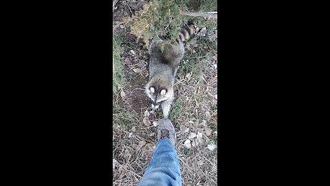 releasing a racoon...my good karma for next year.