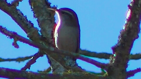 IECV NV #762 - 👀 Bewick's Wren Singing Away In The Filbert Tree 🐤3-19-2019