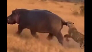 Flodhästars försvar är skit! 😾😹