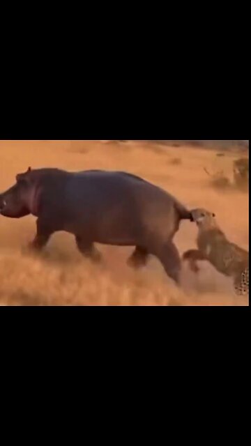 Flodhästars försvar är skit! 😾😹