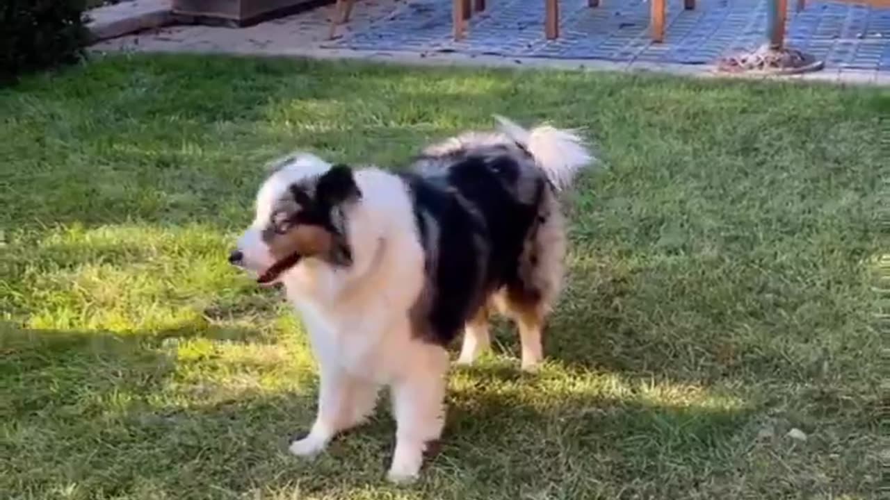 There are 2 types of dogs 🥺