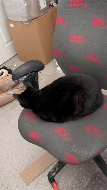 Cute Precious Piper Waits for the Clean Up Crew - My Adopted Shelter Cat Vlog. #shorts