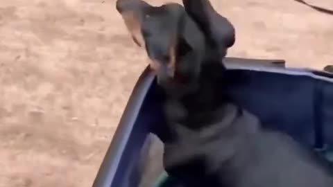 Happy dog moments