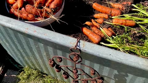 Harvesting 🥕Nantes Carrots & our Canadian Red Rhubarb