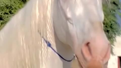Stunning Pure White Horse Shows Off Its Power and Beauty in a Dusty Corral
