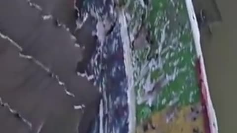 😮🦢 The Aftermath of a Bird Strike! | FeedMyCuriosity