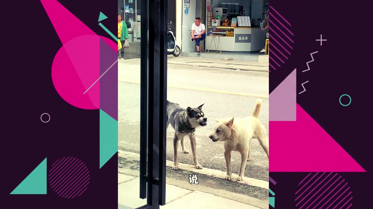 Pawsome Moments The Funniest Animal Videos